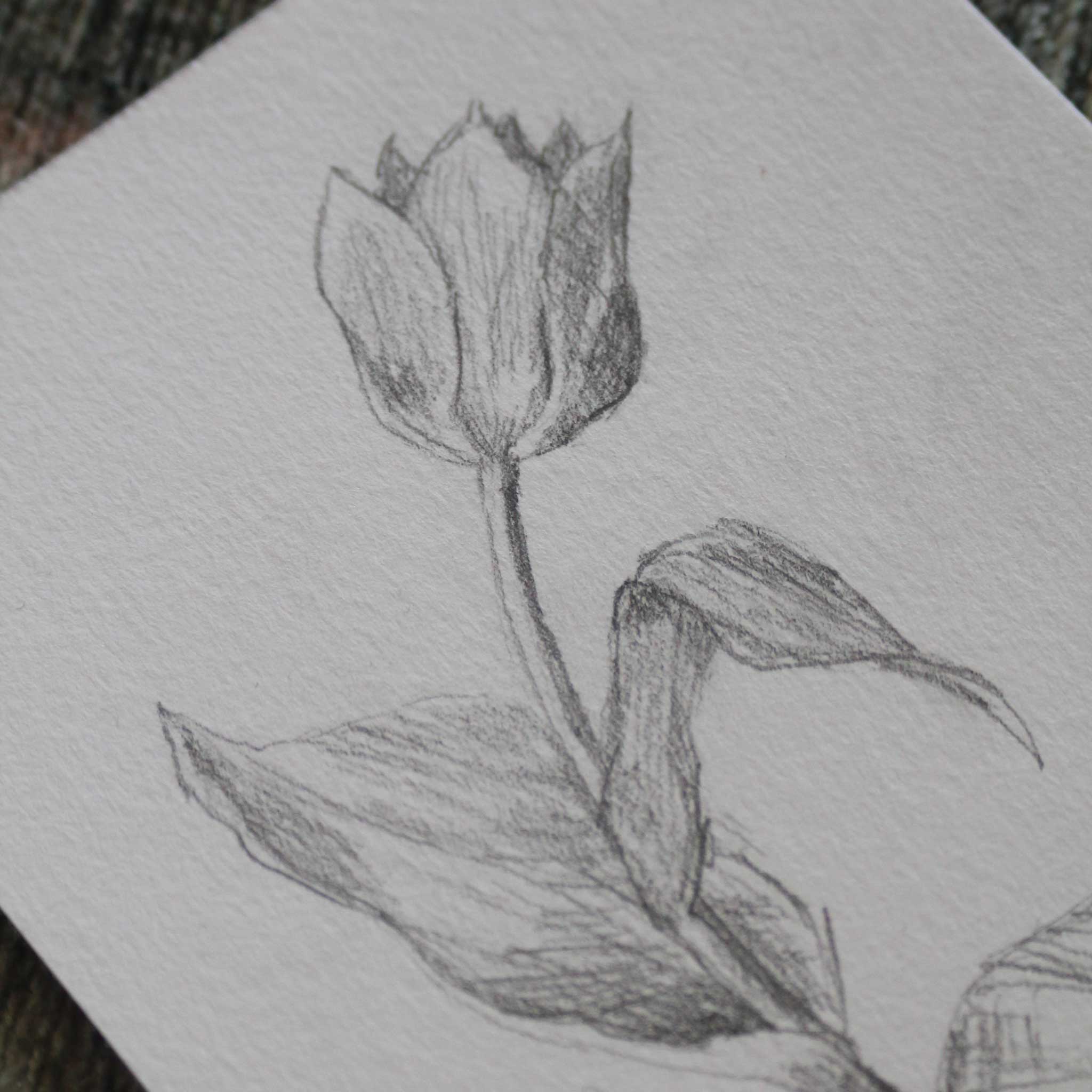 Originalskizze "Tulpe in Bewegung"