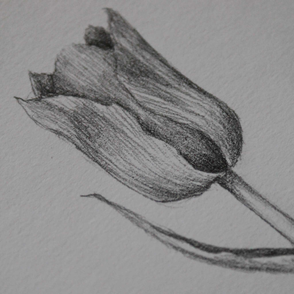 Originalskizze "Nur die Tulpe"